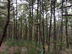 -帽儿山国家森林公园