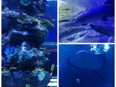 -芜湖新华联大白鲸海洋公园