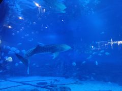 -烟台海昌鲸鲨海洋公园