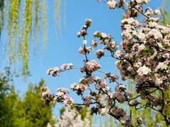 -海棠花溪(元大都城垣遗址公园)