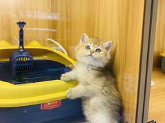 -欣宠猫屋·矮脚拿破仑·蓝金金渐层