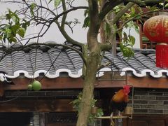 -青城甲(青城山店)