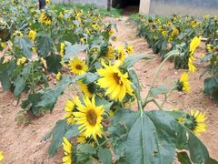 -松山湖梦幻百花洲