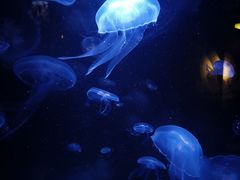 -鹿儿岛水族馆