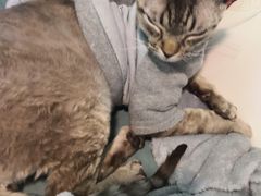 -李小姐の猫咖啡馆(五角场店)