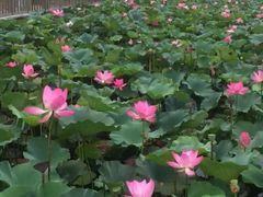 -羊亭河湿地公园