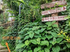 -南山植物园