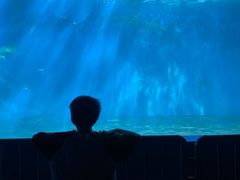 -北戴河圣蓝海洋公园