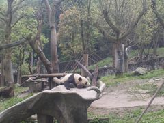 -都江堰中华大熊猫苑