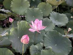 -莲花池公园
