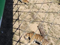 -西霞口神雕山野生动物世界