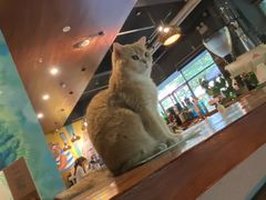 -咖法森林·咖啡  酒吧(天河店)