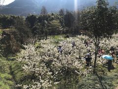 -樱桃山旅游景区