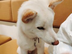 -柴务处·柴犬主题狗咖