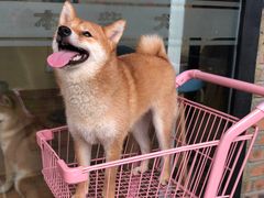 -柴犬高等学院·狗咖·柴犬售卖·宠物训练