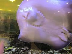 -火叮叮自助烤肉·现切牛肉(茂业店)