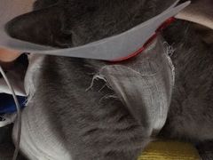 -佳怡动物医院·平价24小时·猫专科骨外科