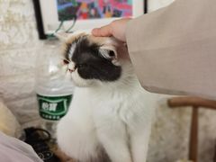 -平行世界·猫咖(首经贸店)