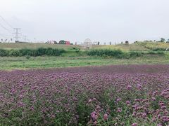 -紫颐香薰山谷景区
