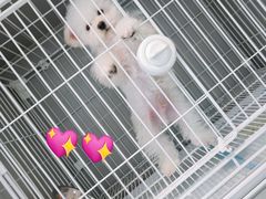 -翊宠yipet猫狗购宠庄园犬舍•猫舍