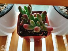 -武汉花鸟市场