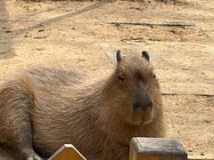 -合肥野生动物园
