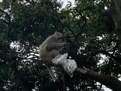 -黔灵山公园