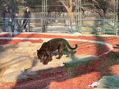 -北京野生动物园