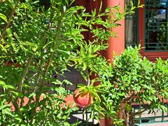 -北京古城老院厉晓麟精致菜