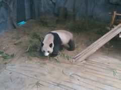 -深圳野生动物园