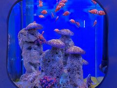 -海合安武汉极地海洋公园