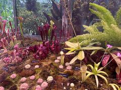 -中国科学院西双版纳热带植物园