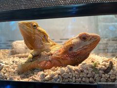 -酷以爬仙阁实体爬宠店·守宫·蜥蜴·专业繁育