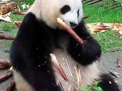 -都江堰中华大熊猫苑