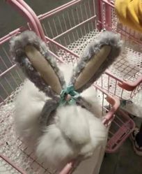 -萌兔星空蹦床撸兔馆