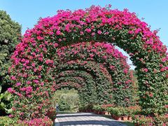 -东莞植物园