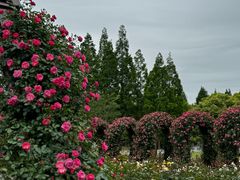 -上海滨江森林公园
