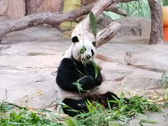-广州长隆野生动物世界