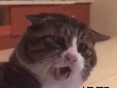 -泰顺江南春面馆