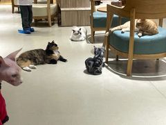 -藏猫猫咖啡主题馆(中央大道店)