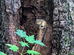 -五营红松林海景区