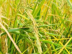 -迪茵湖田家舍生态农场