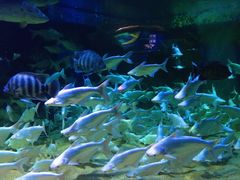 -成都浩海立方海洋公园