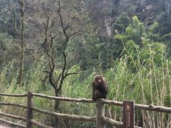 -峨眉山风景名胜区