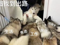 -Husky Go! 哈士奇体验馆·宠物咖啡厅狗咖