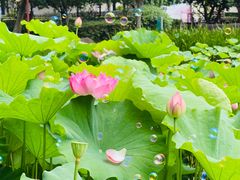 -陈家山荷花公园