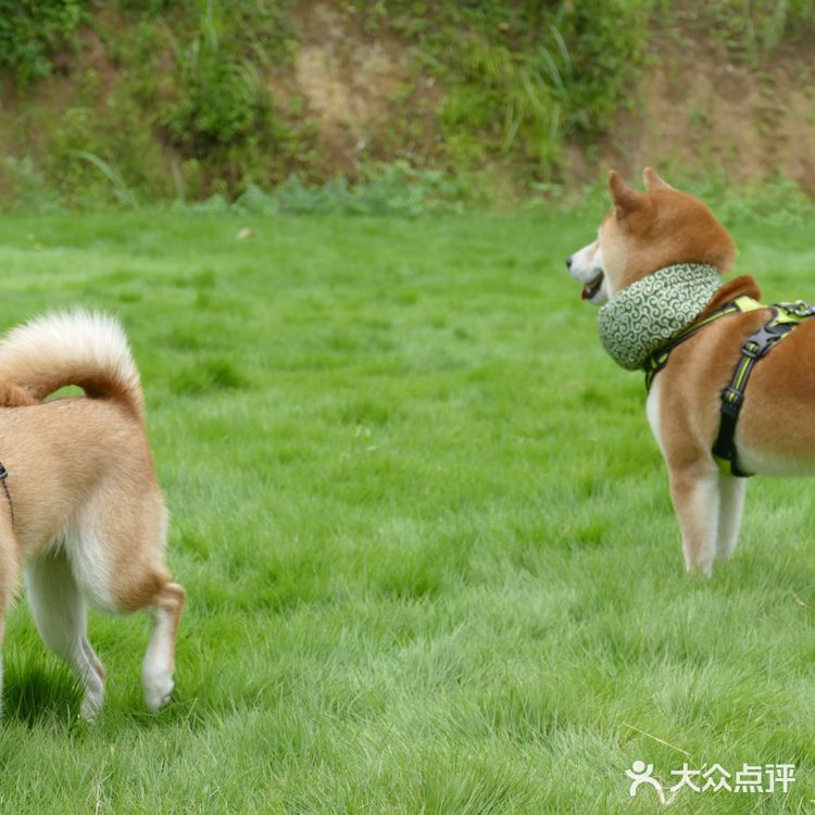 湖州安吉小杭坑营地｜可以带着狗狗🐶去的露营⛺地️