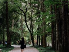 -武夷山风景名胜区-玉女峰