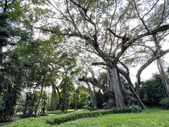 -瑞丽独树成林风景区