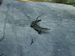 景点-大连森林动物园